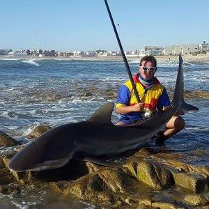 Fishing Bronze Whaler Shark in Namibia