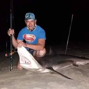 Fishing Spotted Gully shark in Namibia