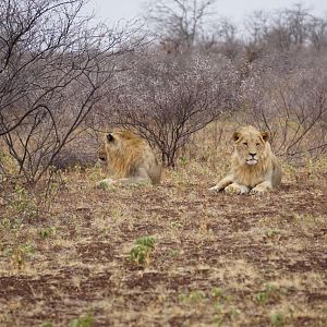 Lions Zimbabwe