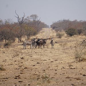 Burchell's Plain Zebra,  Blue Wildebeest & Impala Zimbabwe