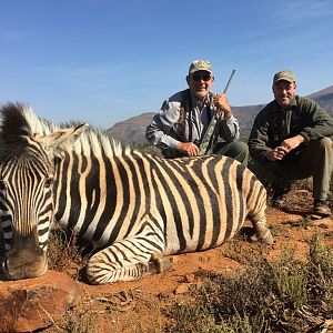 Burchell's Plain Zebra Hunting South Africa