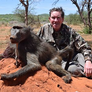 Hunt Baboon in Namibia