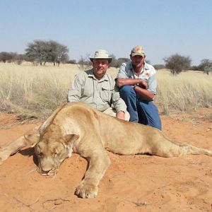 Lioness Hunting Namibia