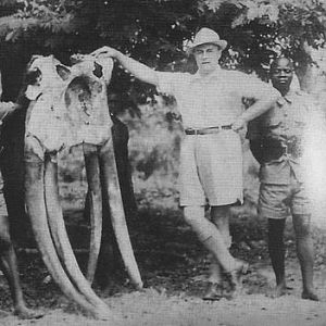 A very rare hunting prize a four-tusked Elephant
