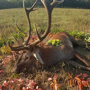 Hunting Red Stag in Romania