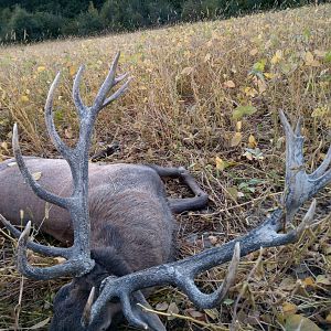 Romania Hunting Red Stag