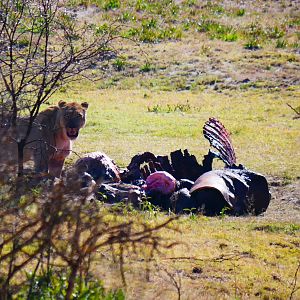 Lions feeding South Africa