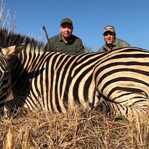 Burchell's Plain Zebra Hunting South Africa