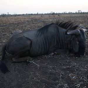Hunt Blue Wildebeest in Zimbabwe