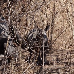 Black Rhino in Zimbabwe