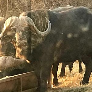 Cape Buffalo South Africa