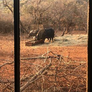 Cape Buffalo South Africa