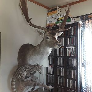 Fallow deer Denmark