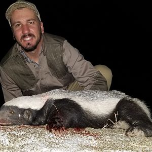 Hunt African Honey Badger in Zimbabwe