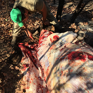 Skinning of Scrub Bull