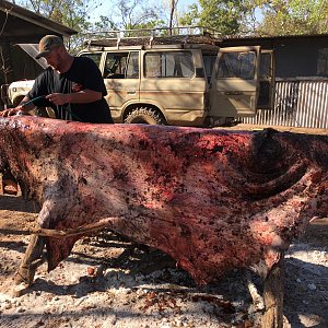 Preparing Scrub Bull hide to be  tanned