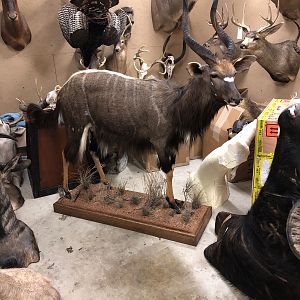 Nyala Full Mount Taxidermy