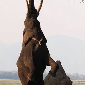 Elephant reaching to eat from a tree