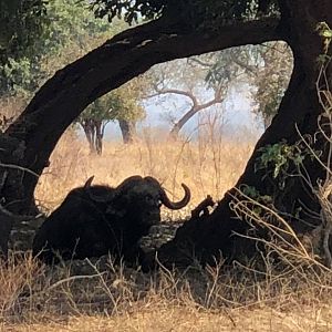 Cape Buffalo in Zimbabwe