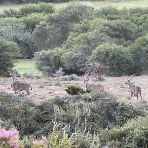 3 Big Kudu Bulls South Africa