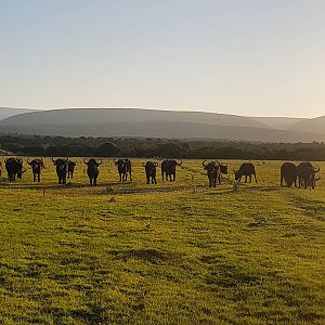 Cape Buffalo Herd South Africa