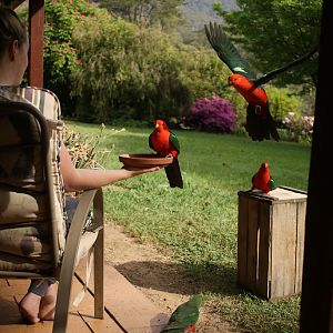 Feeding King Parrots Australia