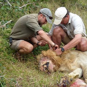 Volunteering on wildlife reserves and with wildlife veterinarians in Africa