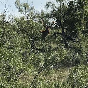 Red Deer in Texas USA