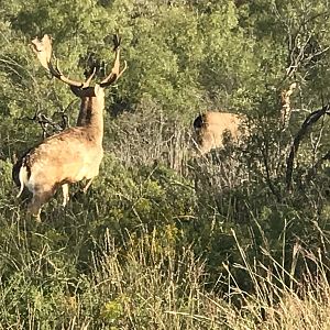 Fallow Deer in Texas USA