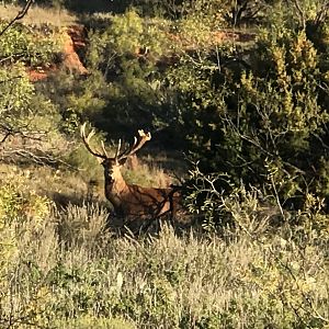 Red Deer in Texas USA
