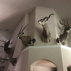 Trophy Room