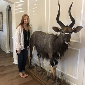 Nyala Full Mount Taxidermy