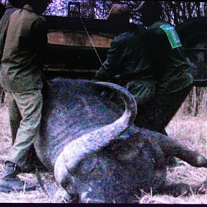 Loading a Cape Buffalo