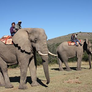 Elephant Ride Activity South Africa