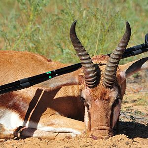 Hunting Springbok in South Africa