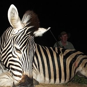 Burchell's Plain Zebra Hunt South Africa