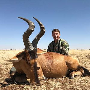 Red Hartebeest Hunt South Africa