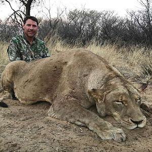 Hunt Lioness in South Africa