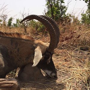 Hunt Roan Antelope in Burkina Faso