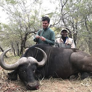 South Africa Hunt Cape Buffalo Female
