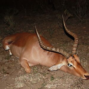 South Africa Hunting Impala