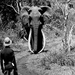 Big Tusker Elephant