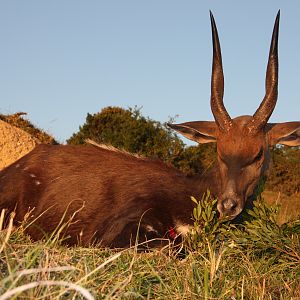 Hunting Bushbuck in South Africa