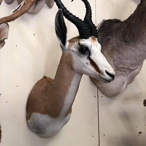 Springbok  Shoulder Mount Taxidermy