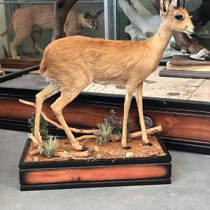 Steenbok Full Mount Taxidermy