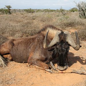 Black Wildebeest Hunt Namibia