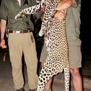 Hunting Leopard in Namibia