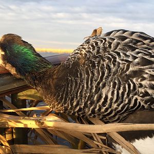 Wingshooting Duck in Argentina