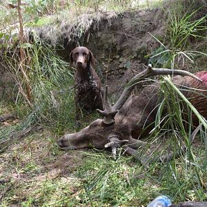 Hunt Sambar Deer in Australia