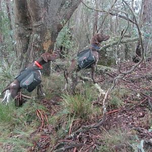 Hunting Dogs Australia